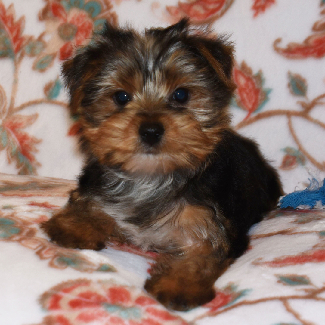 Remi - Yorkshire Terrier Puppy
